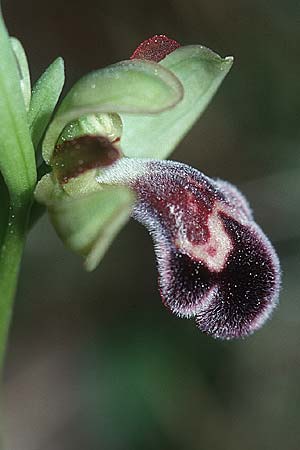 Ophrys dyris \ Marokkanische Ragwurz, E  Katalonien Calders 27.3.2001 