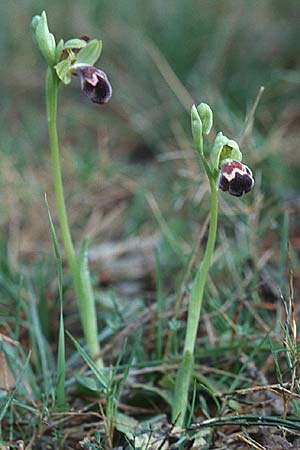 Ophrys dyris \ Marokkanische Ragwurz, E  Katalonien Calders 27.3.2001 