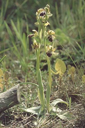 Ophrys dyris \ Marokkanische Ragwurz, E  Katalonien Calders 1.5.2004 