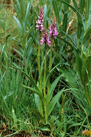 Dactylorhiza elata \ Hohe Fingerwurz, Hohes Knabenkraut / Robust Marsh Orchid, E  Prades 27.5.1990 