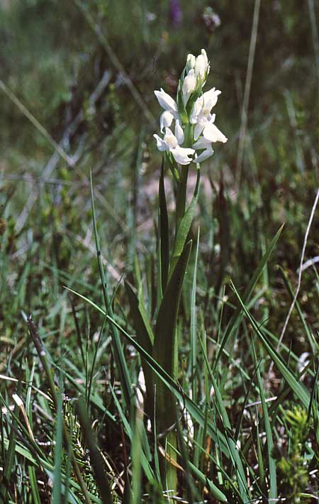Dactylorhiza elata \ Hohe Fingerwurz, Hohes Knabenkraut / Robust Marsh Orchid (Farbvariante / Color-Variant), E  Bimon 24.5.1999 (Photo: Jan & Liesbeth Essink)