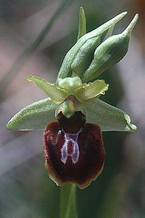 Ophrys sphegodes / Early Spider Orchid (s.l.), E  Catalunya Vic 6.5.2000 