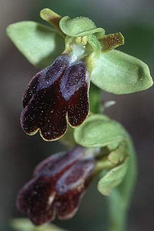 Ophrys malacitana \ Malaga-Ragwurz, E  Coin 25.3.2002 