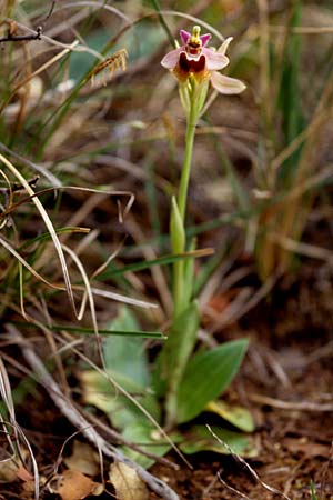 Ophrys ficalhoana \ Spätblühende Wespen-Ragwurz (ronda ?), E  Ronda 20.4.1999 