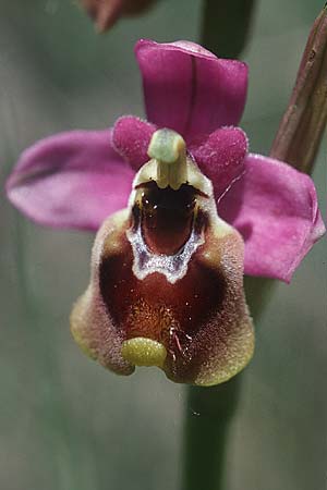 Ophrys ficalhoana \ Spätblühende Wespen-Ragwurz / Late Sawfly Orchid, E  Miranda de Ebro 22.5.2003 