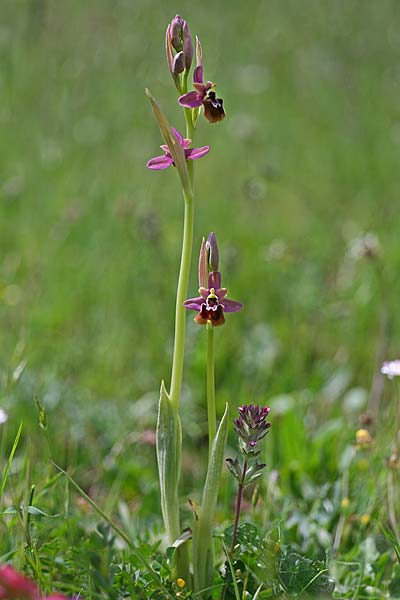 Ophrys ficalhoana x sphegodes, E   La Rioja, Ezcaray 21.5.2016 (Photo: Helmut Presser)