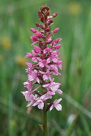 Gymnadenia conopsea subsp. pyrenaica / Pyrenean Fragrant Orchid, E  Navarra, Pamplona 26.5.2002 