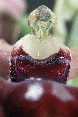 Ophrys incubacea var. dianensis, E La Rioja, Ocio 22.5.03