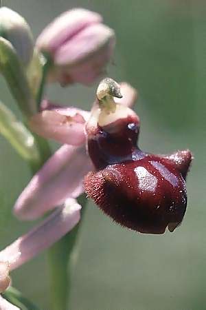 Ophrys incubacea, E  Alava, Ocio 22.5.2003 