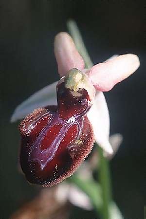 Ophrys incubacea var. rubriflora \ Rotblütige Schwarze Ragwurz / Redflowered Black Spider Orchid, E  Alava, Ocio 22.5.2003 
