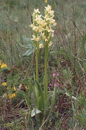 Dactylorhiza insularis \ Insel-Fingerwurz, Insel-Knabenkraut, E  La Rioja, Puerto Herrera 23.5.1990 