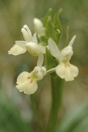 Dactylorhiza insularis \ Insel-Fingerwurz, Insel-Knabenkraut, E  Orihuela del Tremedal 25.5.1990 