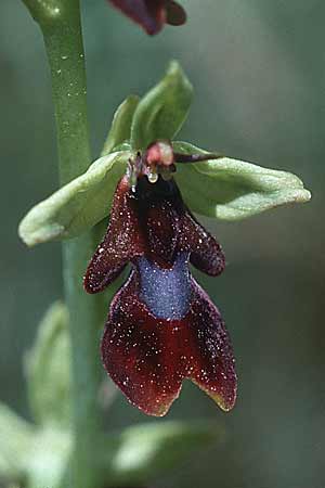 Ophrys insectifera \ Fliegen-Ragwurz / Fly Orchid, E  Katalonien/Catalunya Vic 6.5.2000 