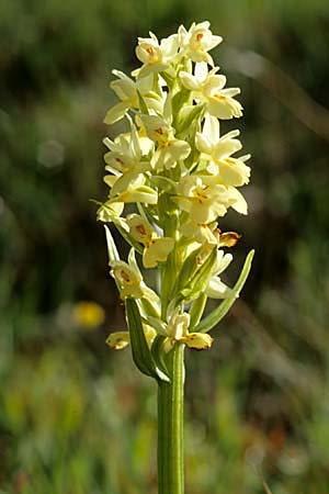 Dactylorhiza insularis \ Insel-Fingerwurz, Insel-Knabenkraut, E  La Rioja, Ezcaray 27.5.2002 