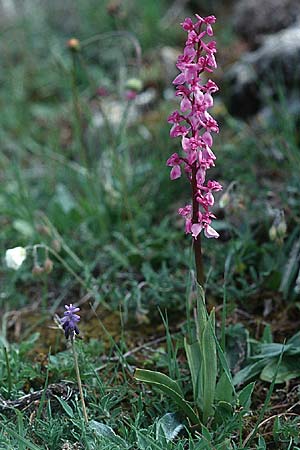 Orchis langei \ Spanisches Knabenkraut / Lange's Orchid, E  La Rioja, Ezcaray 27.5.2002 