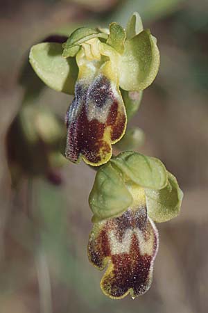 Ophrys lucentina \ Alicante-Ragwurz, E  Prov. Alicante, Xabia 27.3.2001 