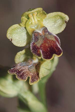 Ophrys lucentina \ Alicante-Ragwurz, E  Prov. Alicante, Xabia 27.3.2001 