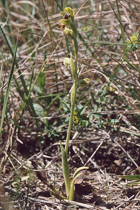 Ophrys lucentina \ Alicante-Ragwurz, E  Prov. Alicante, Puerto de la Albaida 30.3.2001 