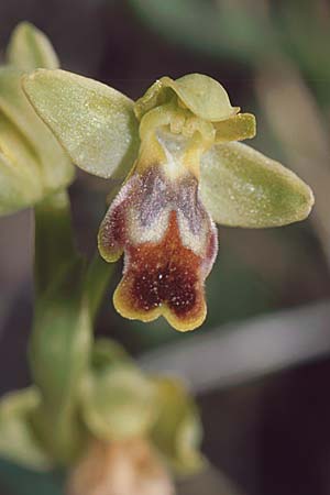 Ophrys lucentina \ Alicante-Ragwurz / Alicante Orchid, E  Prov. Alicante, Puerto de la Albaida 30.3.2001 