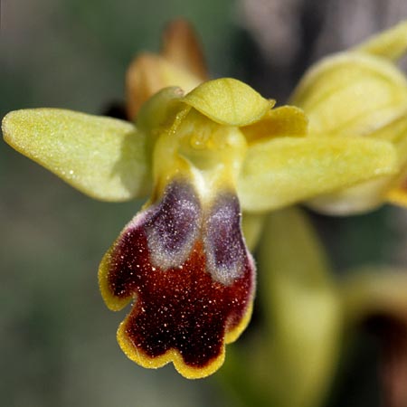 Ophrys lucentina \ Alicante-Ragwurz / Alicante Orchid, E  Prov. Alicante, Puerto de la Albaida 30.3.2001 