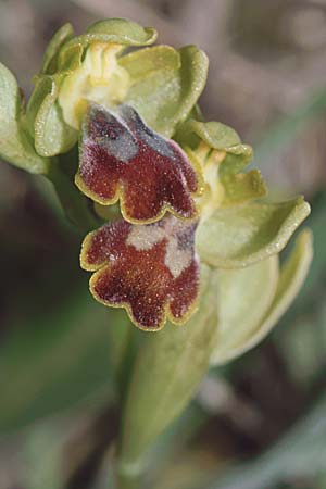 Ophrys lucentina \ Alicante-Ragwurz, E  Prov. Alicante, Coll de Rates 30.3.2001 