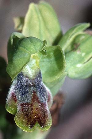 Ophrys lucentina \ Alicante-Ragwurz / Alicante Orchid, E  Prov. Alicante, Coll de Rates 30.3.2001 