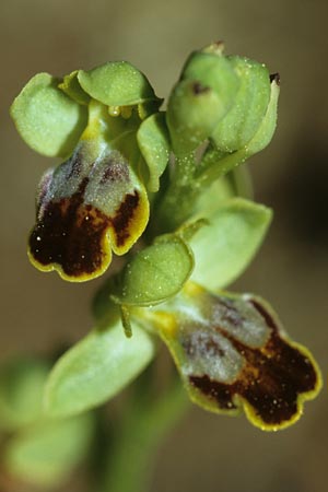 Ophrys lucentina \ Alicante-Ragwurz / Alicante Orchid, E  Prov. Alicante, Xabia 24.3.2002 