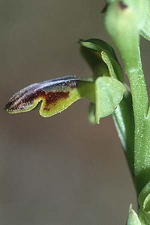 Ophrys lucentina \ Alicante-Ragwurz, E  Prov. Alicante, Xabia 24.3.2002 