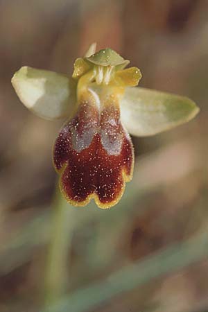 Ophrys lucentina \ Alicante-Ragwurz, E  Prov. Alicante, Xabia 24.3.2002 