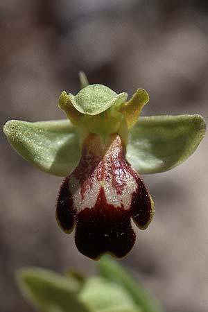 Ophrys forestieri \ Braune Ragwurz / Dull Orchid, E  Prov. Alicante, Relleu 28.3.2001 