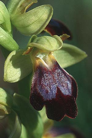 Ophrys forestieri \ Braune Ragwurz / Dull Orchid, E  Katalonien/Catalunya L'Escala 9.4.2004 