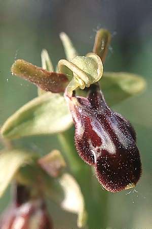 Ophrys forestieri x garganica subsp. passionis, E   La Rioja, Ezcaray 23.5.2003 