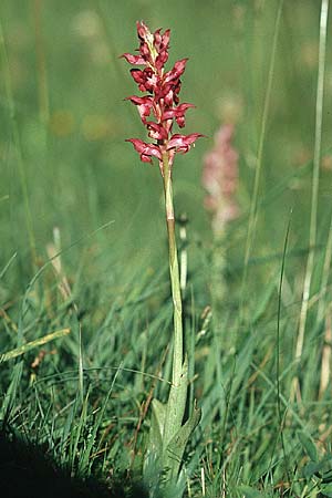 Anacamptis coriophora subsp. martrinii \ Martrins Wanzen-Knabenkraut, E  Prov. Cuenca, Las Majadas 20.6.2003 