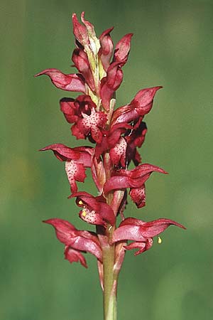 Anacamptis coriophora subsp. martrinii \ Martrins Wanzen-Knabenkraut, E  Prov. Cuenca, Las Majadas 20.6.2003 