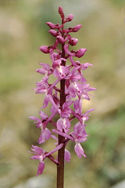 Orchis tenera \ Zartes Knabenkraut / Tender Purple Orchid, E  Orihuela del Tremedal 26.5.2004 