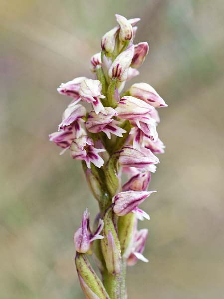 Neotinea maculata \ Keuschorchis / Dense-flowered Orchid, E  Alhaurin El Grande 3.4.2018 (Photo: Christian Schlomann)