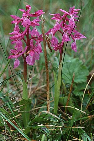 Orchis olbiensis \ Hyères-Knabenkraut / Hyres Orchid, E  Navarra, Pamplona 7.5.2000 