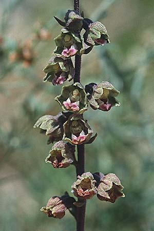 Epipactis kleinii \ Kleinblütige Ständelwurz / Small-flowered Helleborine, E  Prov. Burgos 26.6.2001 