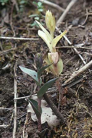 Epipactis kleinii chlorotisch \ Kleinblütige Ständelwurz / Small-flowered Helleborine, E  Katalonien/Catalunya Vic 20.5.2003 