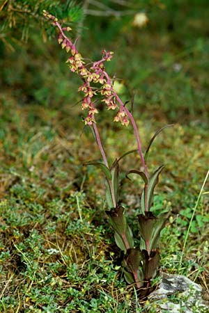 Epipactis kleinii \ Kleinblütige Ständelwurz, E  Prov. Teruel, Puerto de Villaroya 10.7.2003 