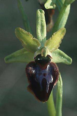 Ophrys garganica subsp. passionis \ Oster-Ragwurz / Passion Bee Orchid, E  Katalonien/Catalunya Bassella 2.5.1988 