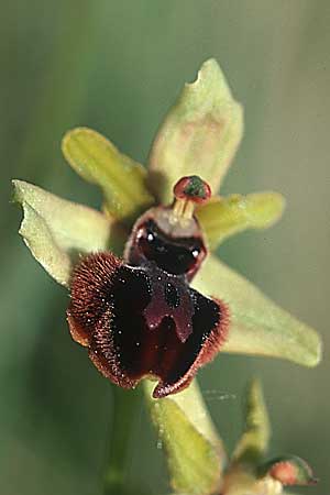 Ophrys garganica subsp. passionis \ Oster-Ragwurz / Passion Bee Orchid, E  La Rioja, Ezcaray 23.5.2003 