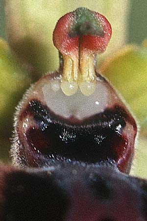 Ophrys garganica subsp. passionis \ Oster-Ragwurz, E  La Rioja, Ezcaray 23.5.2003 