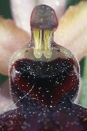 Ophrys garganica subsp. passionis \ Oster-Ragwurz / Passion Bee Orchid, E  La Rioja, Ezcaray 23.5.2003 