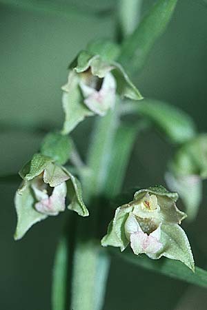 Epipactis campeadorii \ Spanische Ständelwurz / Spanish Helleborine, E  Prov. Teruel, Albarracin 20.6.2003 