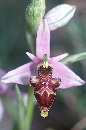 Ophrys sphegifera \ Tunesische Ragwurz / Tunisian Bee Orchid, E  Katalonien/Catalunya Vic 20.5.2003 