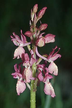 Orchis provincialis var. rubra / Provence Orchid, E  Navarra, Pamplona 2.5.2004 