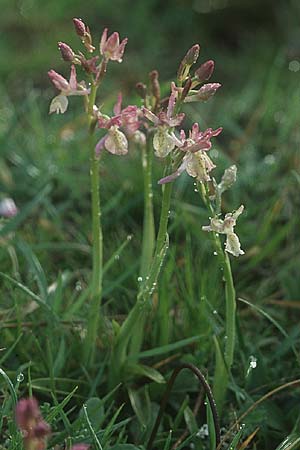 Orchis provincialis var. rubra / Provence Orchid, E  Navarra, Pamplona 2.5.2004 