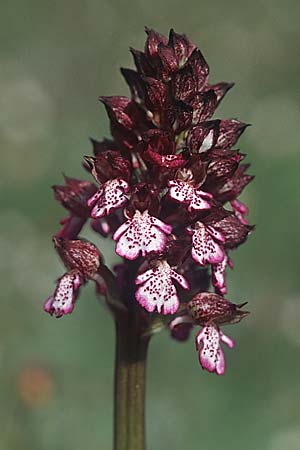 [click] Orchis purpurea, E   Navarra, Pamplona 2.5.2004 