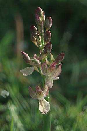 Orchis provincialis var. rubra / Provence Orchid, E  Navarra, Pamplona 2.5.2004 